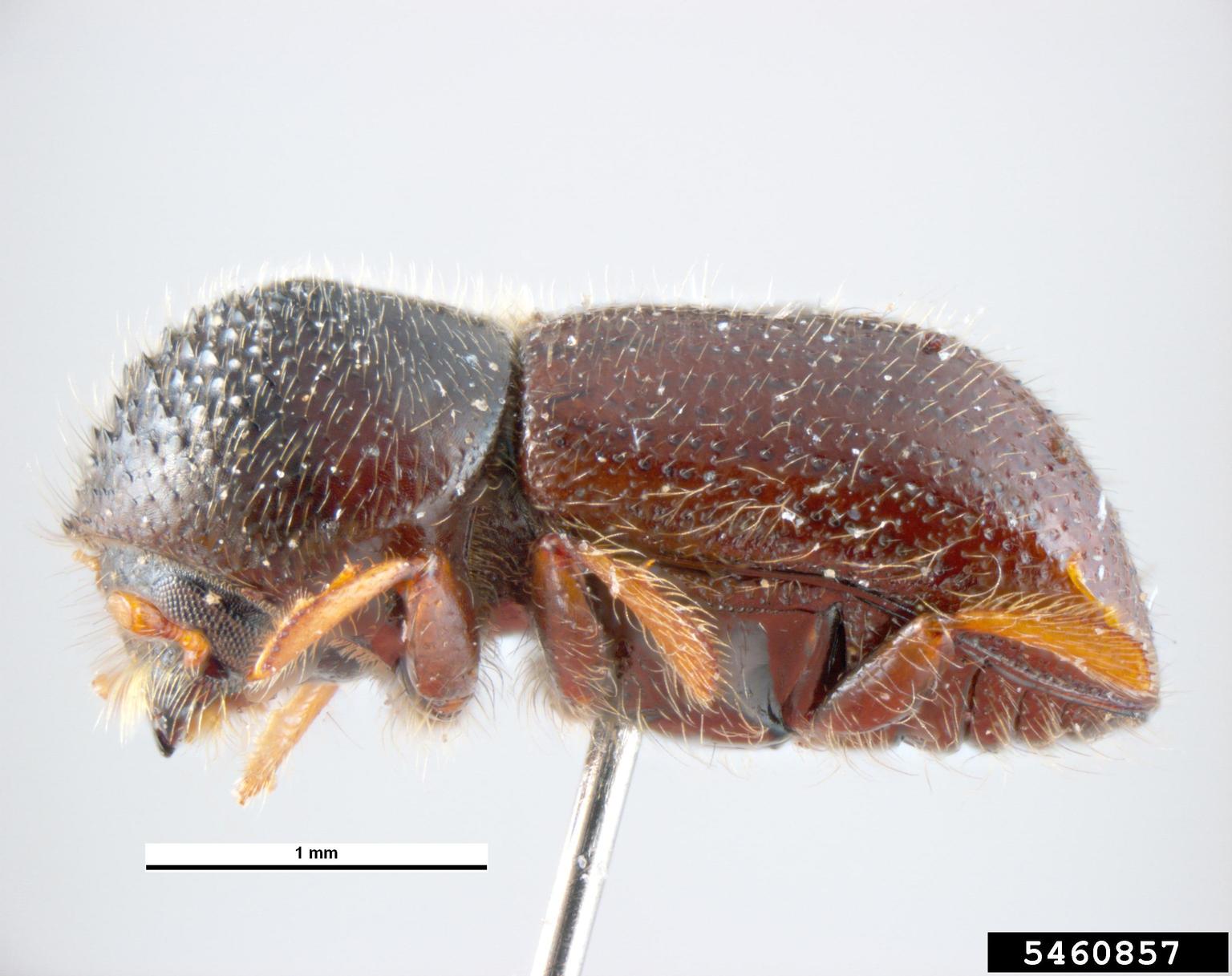 Adult black stem borer adult.